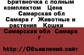 Британочка с полным комплектом › Цена ­ 1 500 - Самарская обл., Самара г. Животные и растения » Кошки   . Самарская обл.,Самара г.